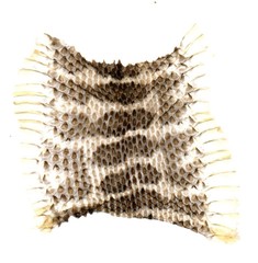 Gloydius intermedius