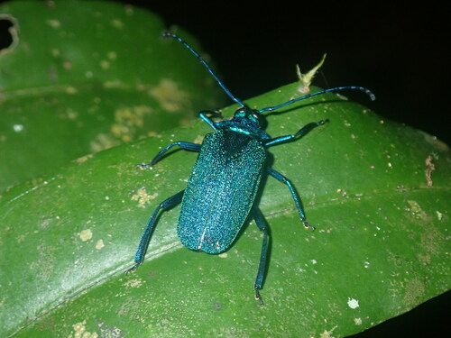 Esmeralda coerulea