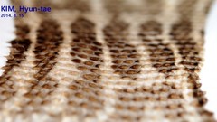 Gloydius intermedius