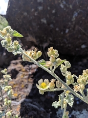Sphaeralcea sulphurea