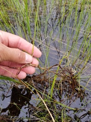 Carex chordorrhiza