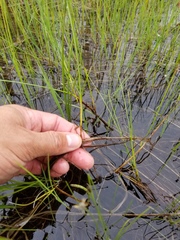 Carex chordorrhiza