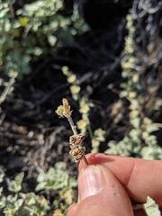 Sphaeralcea sulphurea