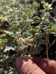 Sphaeralcea sulphurea