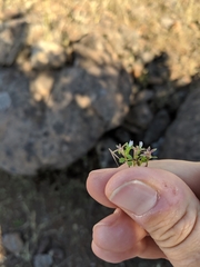 Githopsis diffusa guadalupensis