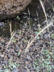 Githopsis diffusa guadalupensis