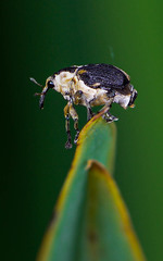 Mononychus vulpeculus