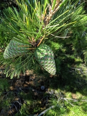 Pinus radiata binata