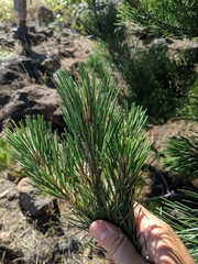 Pinus radiata binata