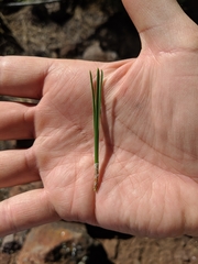 Pinus radiata binata