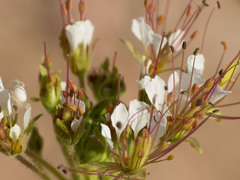 Polanisia dodecandra trachysperma
