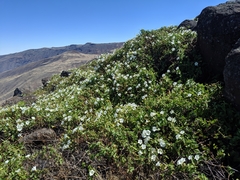 Calystegia macrostegia macrostegia