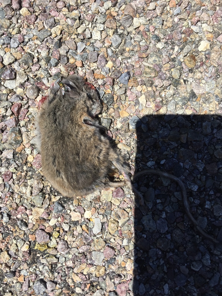 California Mouse from San Diego County, CA, USA on July 10, 2016 at 11: ...
