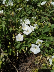 Calystegia macrostegia macrostegia
