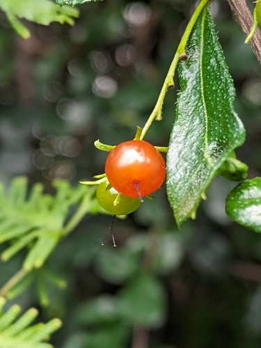 Ehretia microphylla
