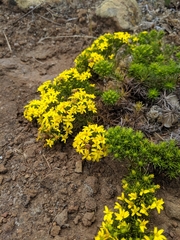 Deinandra frutescens