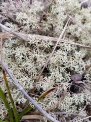 Cladonia arbuscula mitis
