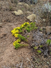 Deinandra frutescens