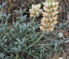 Lupinus lepidus sellulus