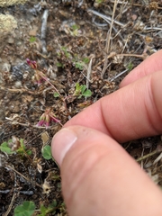 Trifolium gracilentum