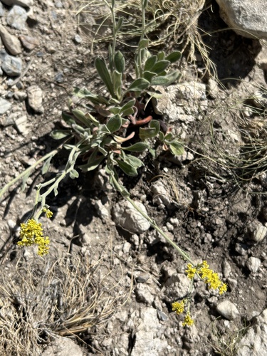 Hawkweed Buckwheat (Eriogonum hieraciifolium)
