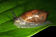 Oxyloma retusum