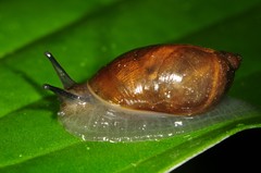 Oxyloma retusum