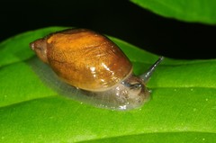 Oxyloma retusum