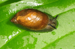 Oxyloma retusum