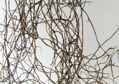 Bryoria trichodes trichodes