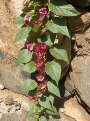 Lophospermum erubescens