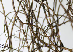 Bryoria trichodes trichodes