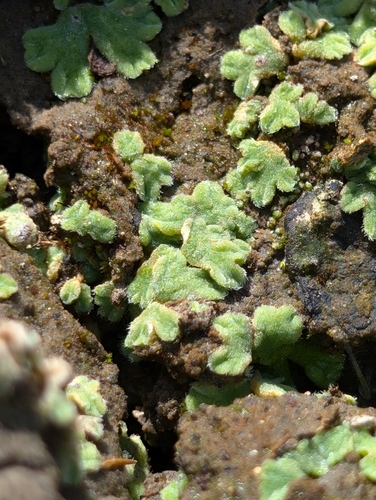 Image of Purple Crystalwort by (c) Katherine Baird, some rights reserved (CC BY)