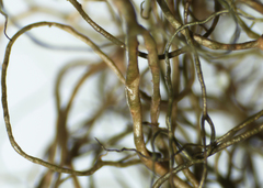 Bryoria trichodes trichodes