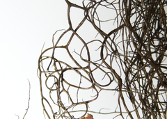 Bryoria trichodes trichodes