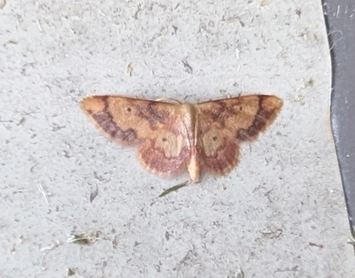Red-bordered Wave photo 4