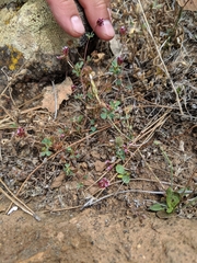 Trifolium gracilentum