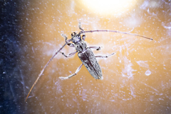 Elaphidion mucronatum