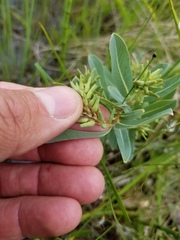 Salix pedicellaris
