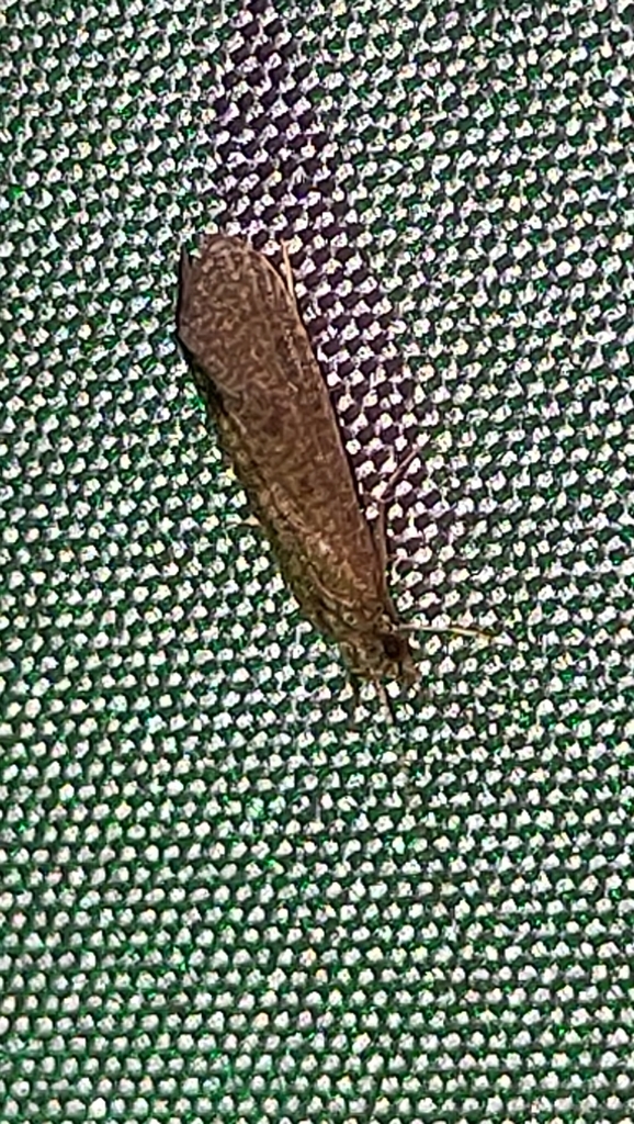 Winged and Once-winged Insects from Tsuchiyuonsenmachi, Fukushima, 960 ...