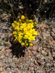 Deinandra frutescens