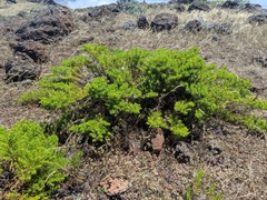 Deinandra frutescens