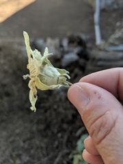 Malva occidentalis