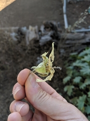Malva occidentalis