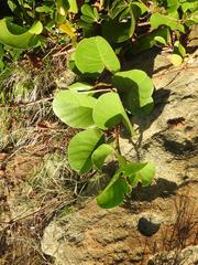 Ipomoea pes-caprae brasiliensis