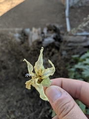 Malva occidentalis