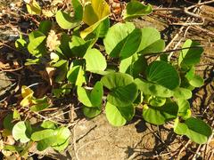 Ipomoea pes-caprae brasiliensis
