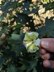 Malva occidentalis