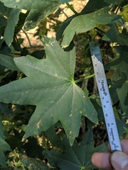 Malva occidentalis