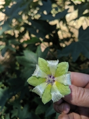 Malva occidentalis
